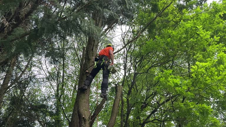 Professional Tree Services in Franklin Lakes, NJ