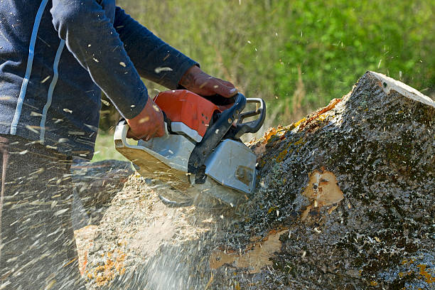 Best Tree Preservation Services  in Franklin Lakes, NJ